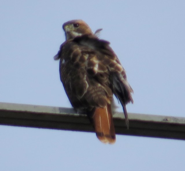 Red-tail, with a couple of feathers out of place