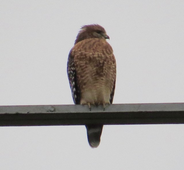 Red-shouldered hawk, in Red-tail territory