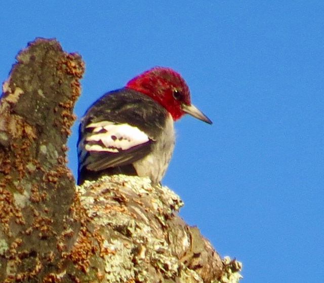 My first-ever Red-headed woodpecker at Bryan Park Tuesday: