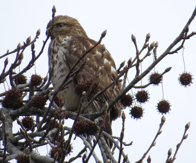 Our neighborhood Red-tail hunting from our neighbor's sweet-gum tree