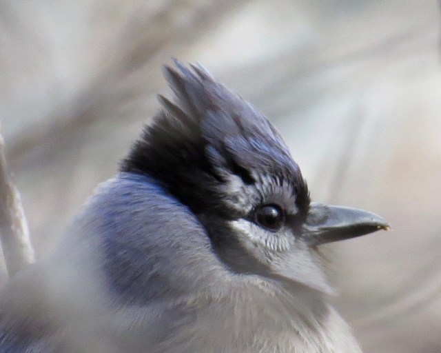 Handsome but bossy. Sometimes. They're smart birds though.