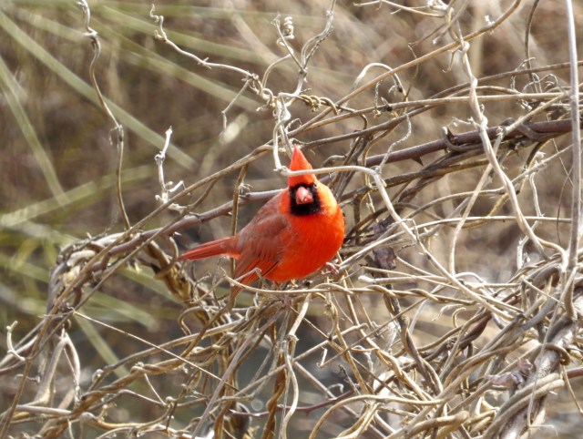 Our state bird, the Northern Cardinal, looking like he's lit from within