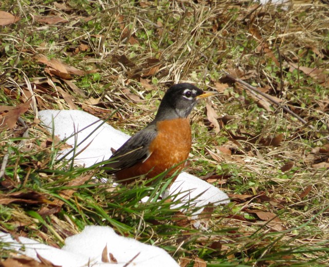 Some robins don't wait for the snow to go away. 