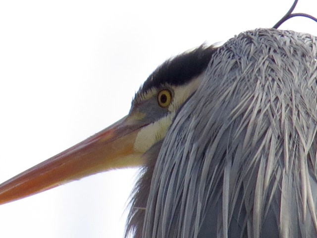 This is a heron thinking "I'm glad dogs can't climb trees." 