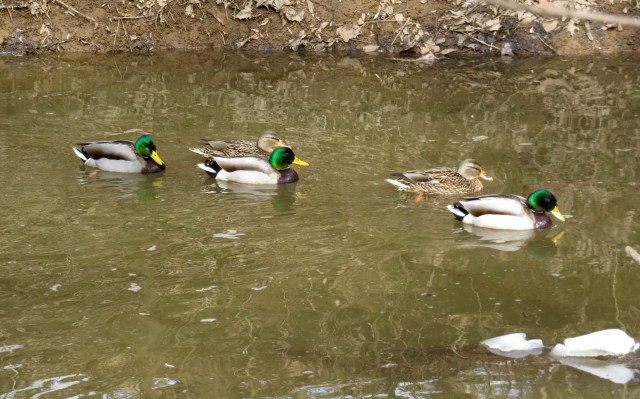 Mallards are flocking up on the creeks at Pony Pasture. 