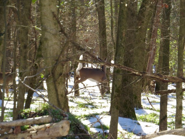 Deer in the center, running. Deer on the left, watching. 