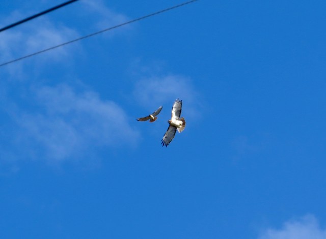 Pair of flying Red-tails - I saw four at the same time! 