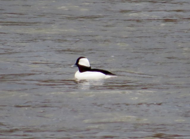 Nattily attired male Bufflehead at Pony Pasture. 