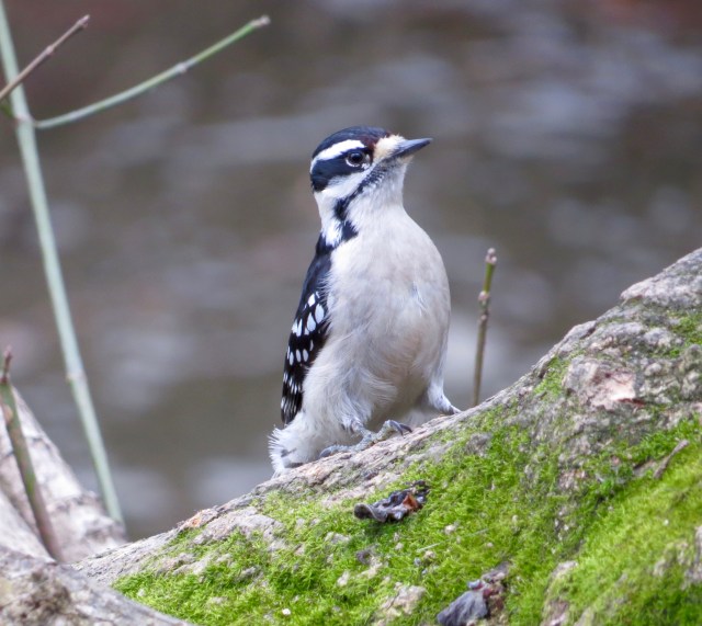 Female Downy Woodpecker. Stripes don't make her look fat. 