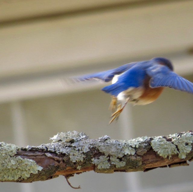 Bluebird flying off. Pretty certain I was the only one watching. I like the lichen. 
