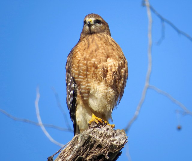 Red-shoulder from February 11: 