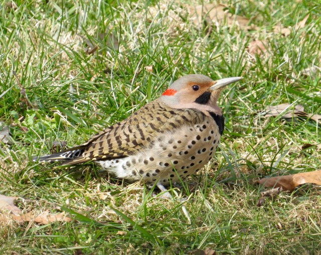 northern flicker 01
