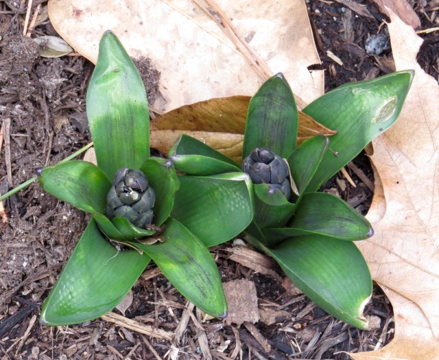 Let the hyacinths begin: 