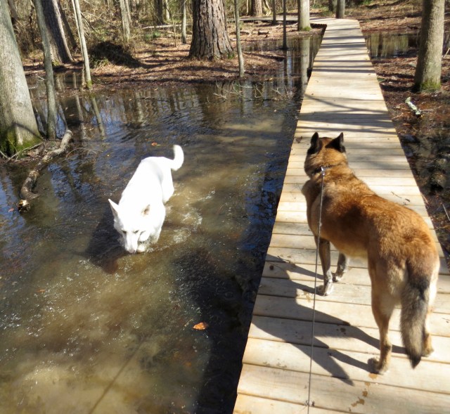 Dirty White Boy in the making (while Turner supervises): 