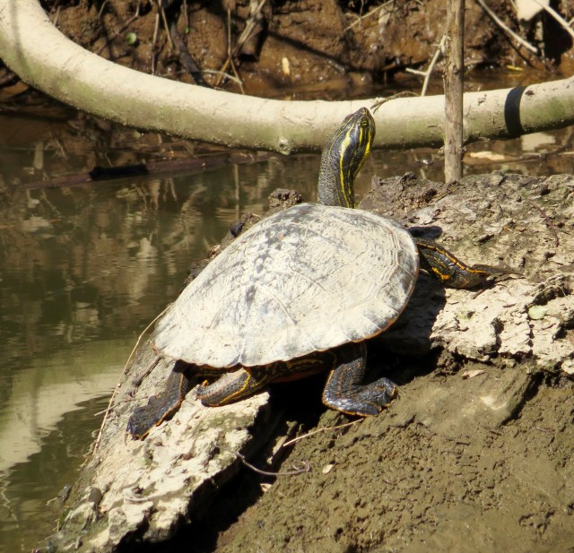 Early season sun bather