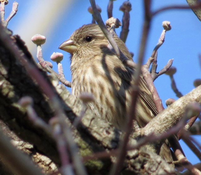 Female house finches are demure and lady like. Some of the time. 