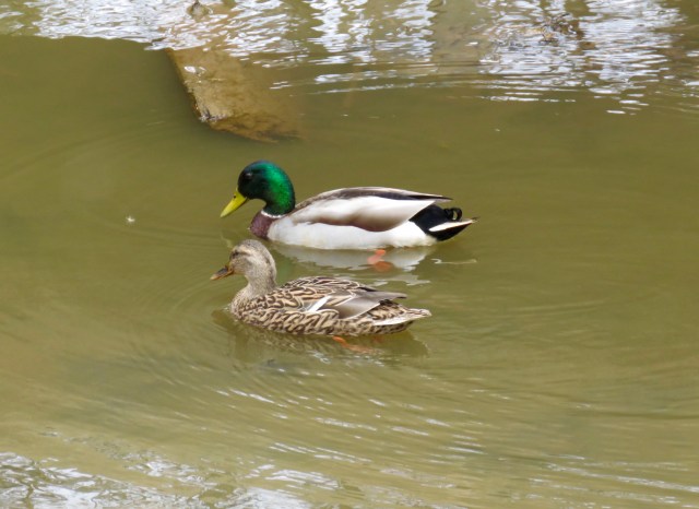 Baby mallards will be along soon. 