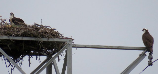 Pair of ospreys returning and cleaning up their nest