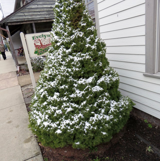Snowy tree - in front of Evelyn's Pantry! 