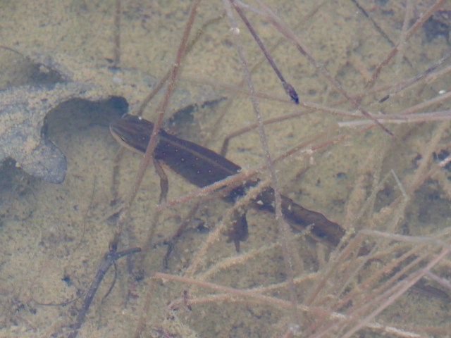 Red-spotted newt, taking the Polar Plunge. 