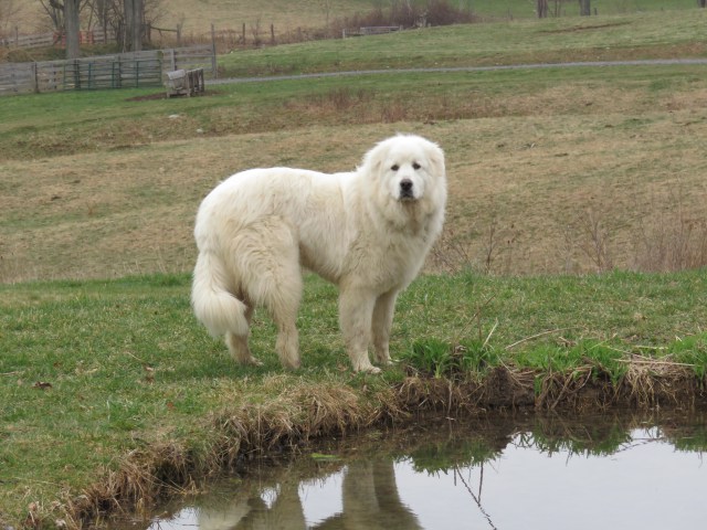 This was a GREAT Pyrenees! 