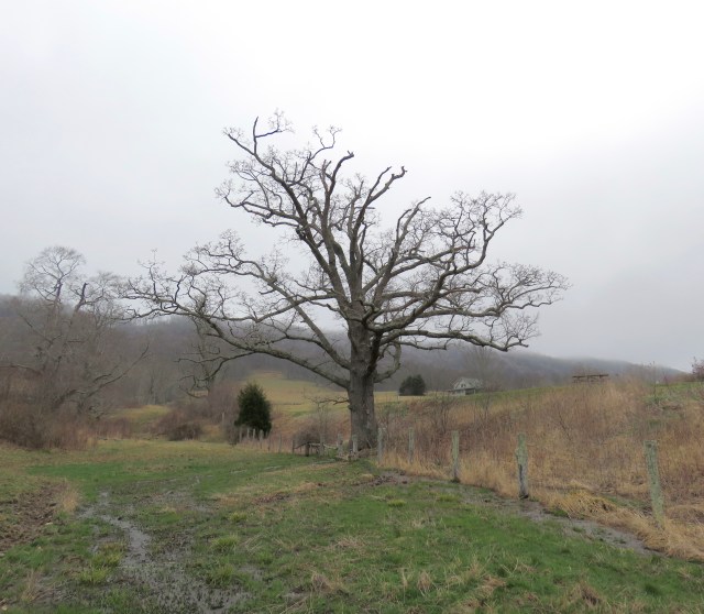 Highland County sugar maple tree, it will leaf out soon. 