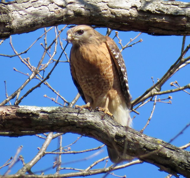 Red-shouldered Hawk in Bryan Park. The thing about raptor pictures is, they just "take command" of the image - when I look at raptor pictures, I just look at the raptor. 