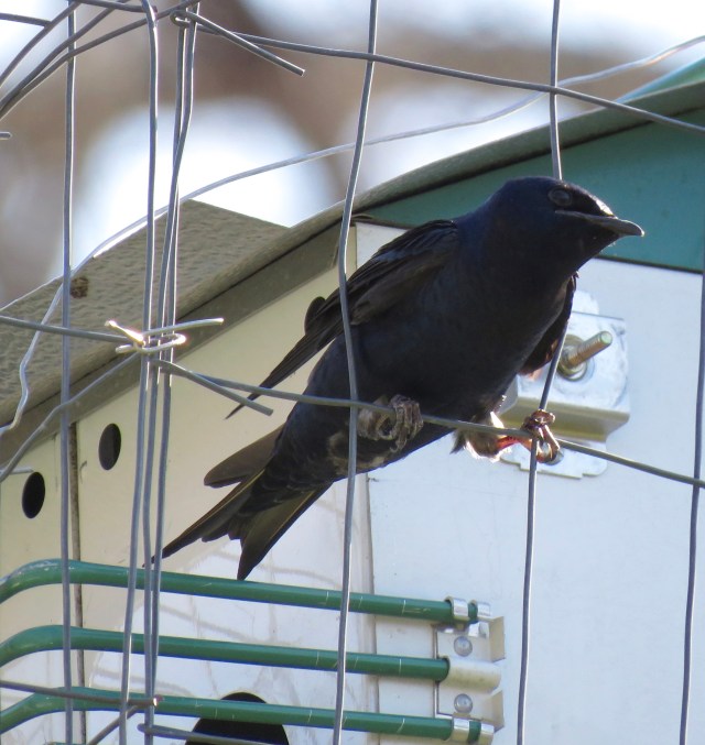 The return of the Purple Martins to Bryan Park - more Spring progress! Yay! 