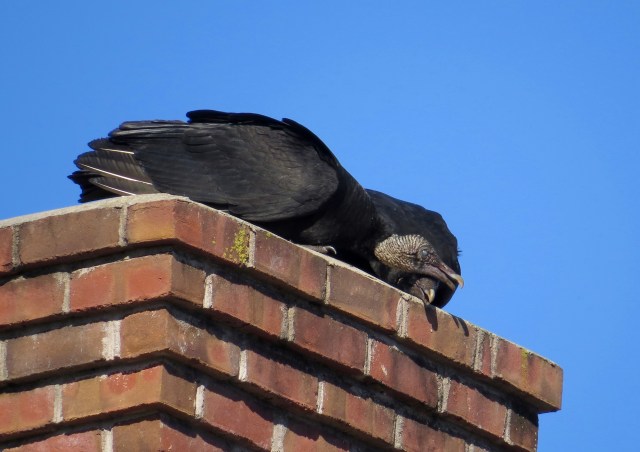 Black Vultures courting, I presume. 