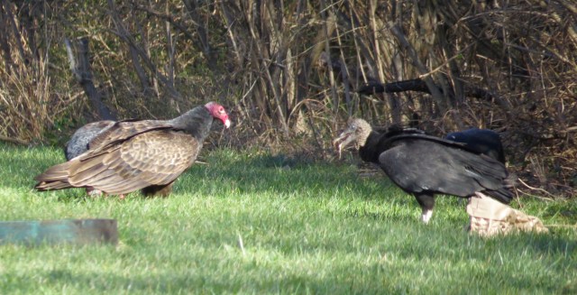 Turkey vulture and a Black vulture face off over a fish carcass. 