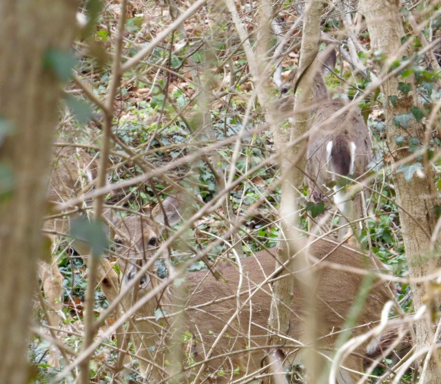 Deer, blending in - they're awesome at that. 