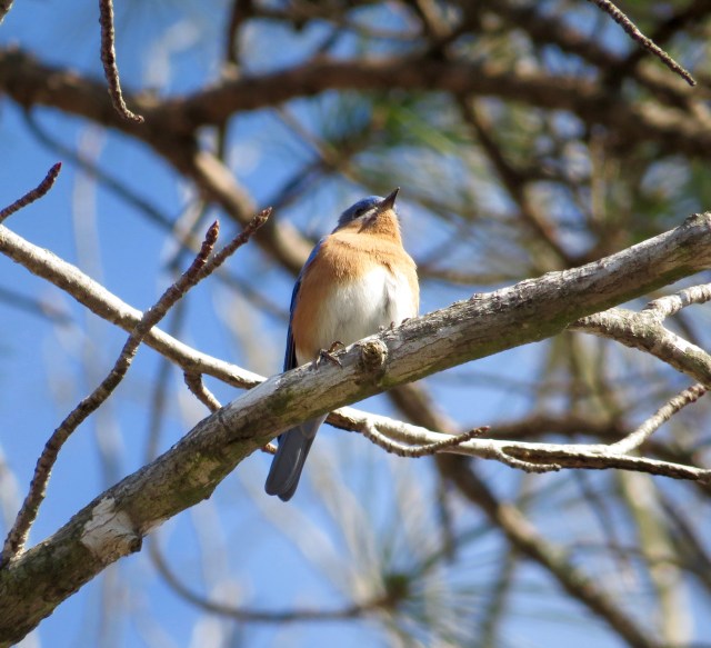 Pretty bluebird warming up in the morning sun in western Henrico