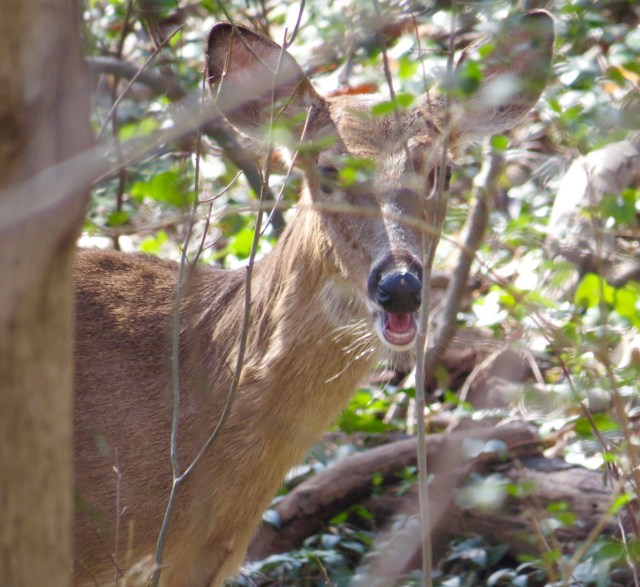 Graceful whitetail caught in ungraceful mid-chew. 
