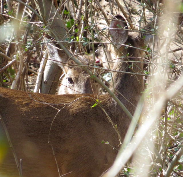 A mother deer (back to the camera) grooms her fawn (facing the camera)