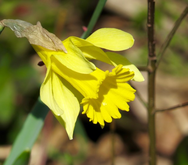 If you're uncertain it's Spring, let go of that uncertainty. This was in the woods, not in a garden. 