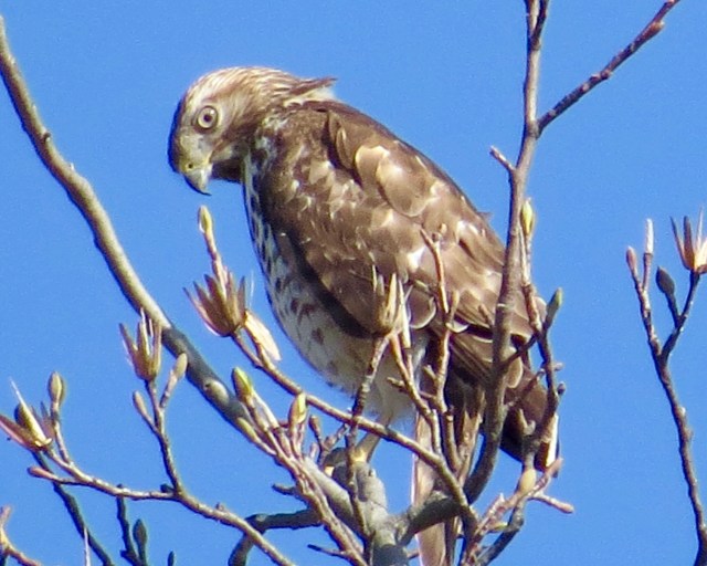 When you watch hawks, hawks watch you back. 