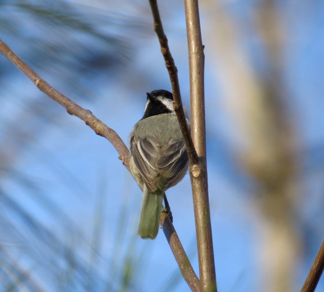 Chickadees are not posers. 
