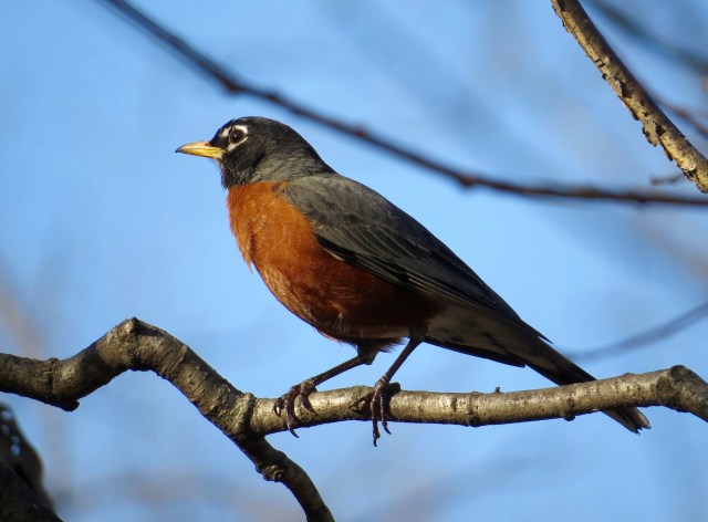 The iconic bird of spring