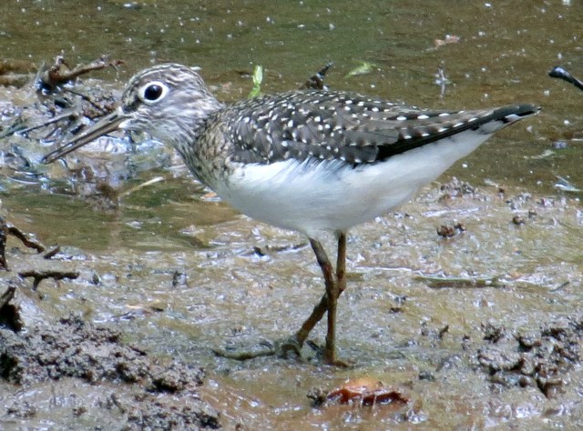Solitary Sandpiper at Bryan Park, one year ago