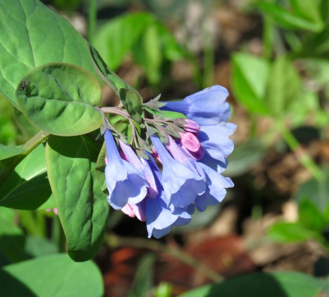 Gorgeous Pony Pasture bluebell