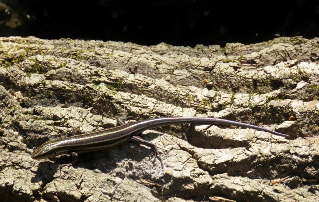 Five-lined skink