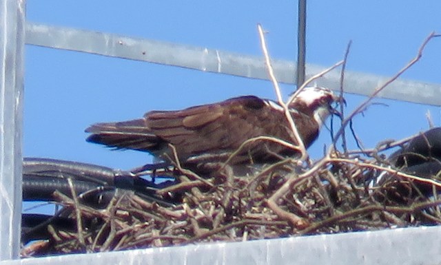 Suburban osprey on Parham Road