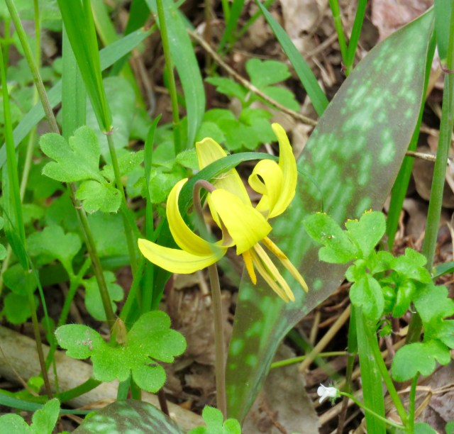 Trout lily at Pony Pasture