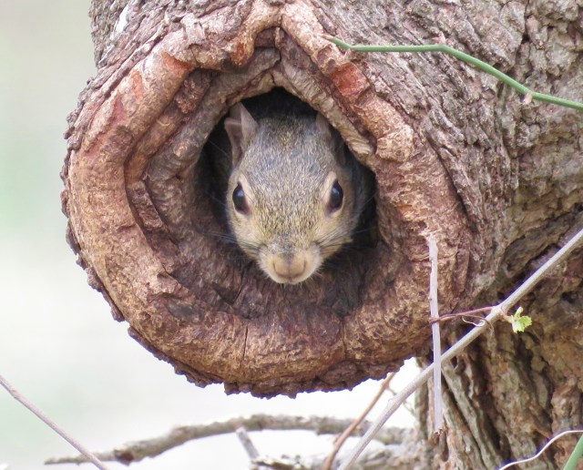 Watching from a safe place: 