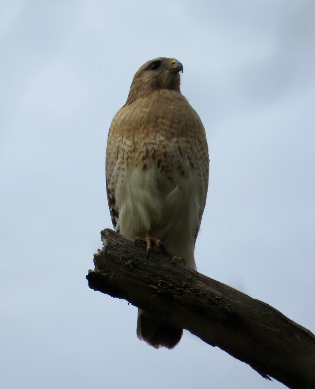 Looking for squirrels on the outside of trees: 