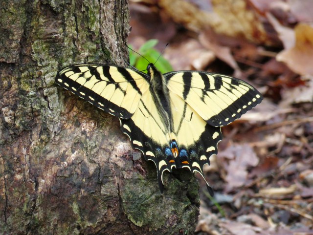 Female Eastern Swallowtail. I'm speechless. 