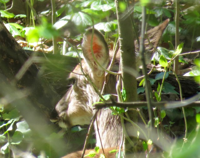 A trusting deer at Pony Pasture. Part of a herd of at least four.