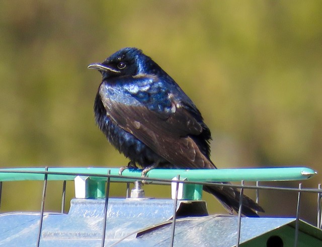 Handsome male Purple Martin at Bryan Park