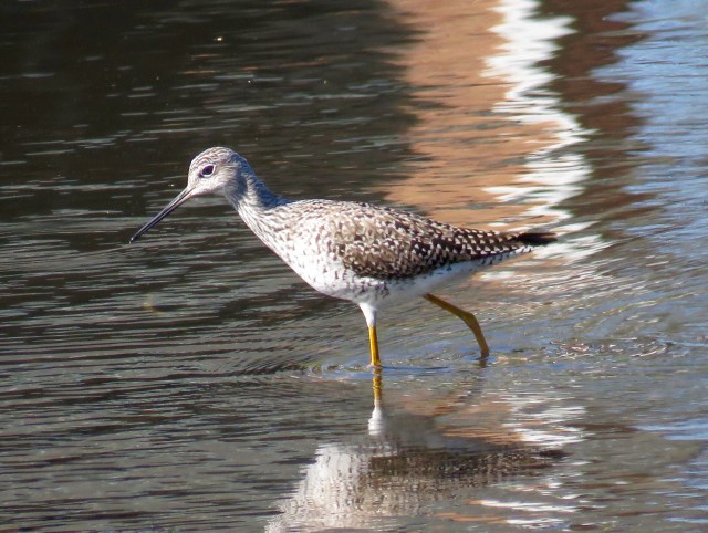 Greater yellowlegs at Bryan Park