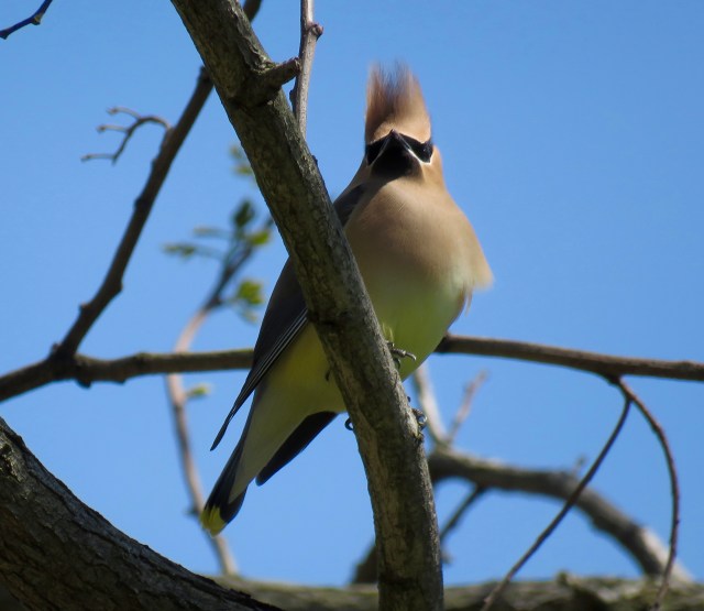 Cedar Waxwing on a wire near Tredegar Iron works.